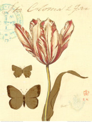 Nature's Curiosities 7 by Chad Barrett