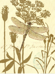 Nature's Curiosities 8 by Chad Barrett