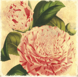 Pretty Camilia by Studio Voltaire