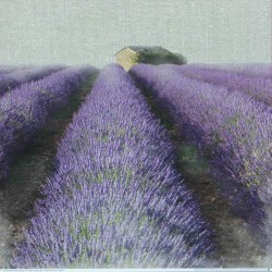Lavender Field by Bret Staehling