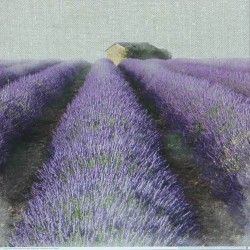 Lavender Field