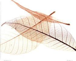 Sheer Leaves IV