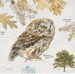 Eurasian Owl by Chad Barrett