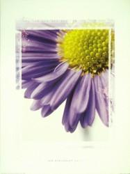 Daisy by Ian Winstanley