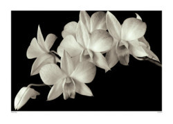 Orchid II by Ahmed Sirry