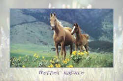 Palimino Mare & Colt by Alan & Sandy Carey