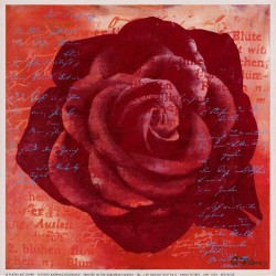 Red Rose by Anna Flores