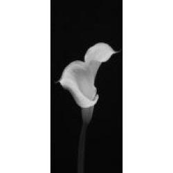 Calla Duet by George Fossey