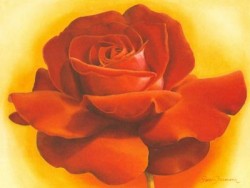 Red Velvet Rose by Annemarie Jaumann