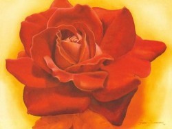 Red Satin Rose by Annemarie Jaumann