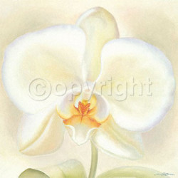 Orchid Beauty by Annemarie Jaumann