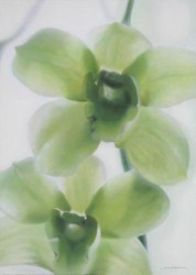 Orchid Marilyn II by Annemarie Jaumann