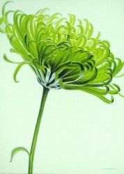 Green Chrysanthemum by Annemarie Jaumann