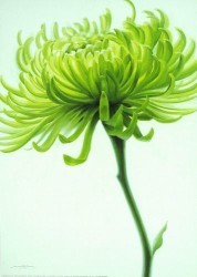 Olive Chrysanthemum by Annemarie Jaumann
