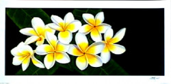 Frangipani's by Andrew Patsalou