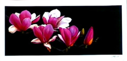 Pink Magnolia's by Andrew Patsalou