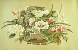 Asian Flower Basket by Arcadia Prints