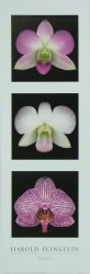 Orchids by Harold Feinstein