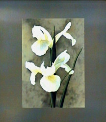 Iris by Andrea Trivelli