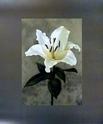 Lily by Andrea Trivelli