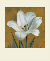 Tulipano by Andrea Trivelli
