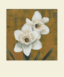 Narcisi by Andrea Trivelli