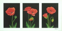 Tryp Poppies by Andrew Patsalou