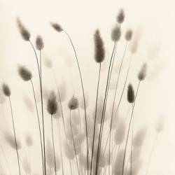 Italian Tall Grass I by Allan Blaustein