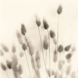 Italian Tall Grass II by Allan Blaustein