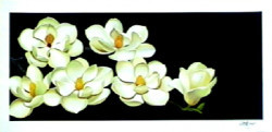 White Magnolia's by Andrew Patsalou