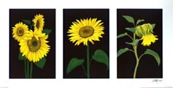 Triptych Sunflowers by Andrew Patsalou