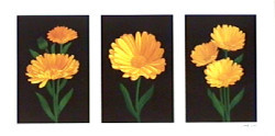 Triptych Marigolds