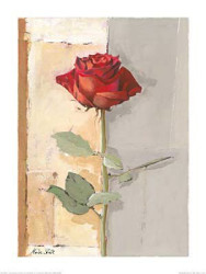 Beautiful Red Rose by Marita Stock