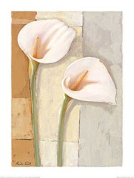 Two White Callas by Marita Stock