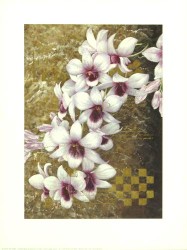 Shining Pearls by Bai Xue