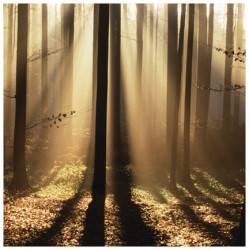 Sunlight & Trees I by Les Biscor