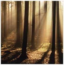 Sunlight & Trees II by Les Biscor