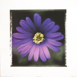 Blue Anemone by Mark Baker