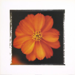 Ornage Marigold by Mark Baker