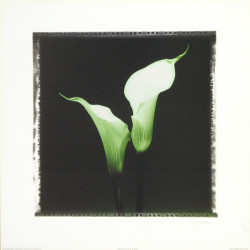 Green Calla by Mark Baker