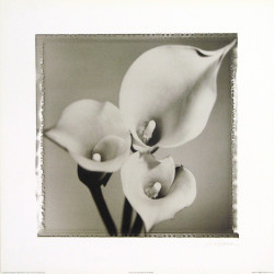 Calla Lily Cluster by Mark Baker