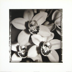 Orchid Cluster by Mark Baker