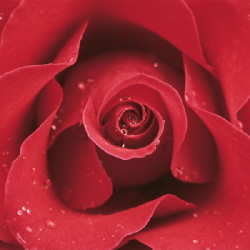 Red Rose by Cassandra Power