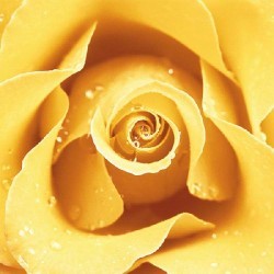 Yellow Rose by Cassandra Power
