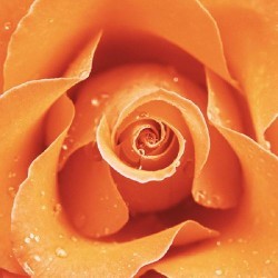 Orange Rose by Cassandra Power