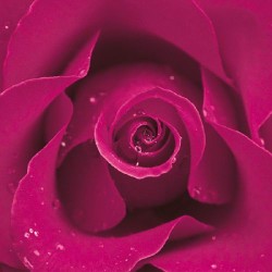 Blackberry Rose by Cassandra Power