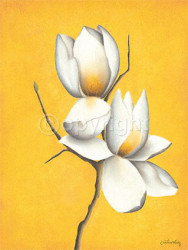 Magnolia In The Sun by Caroline Wenig