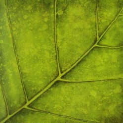 Sweet Green by Caroline Wenig