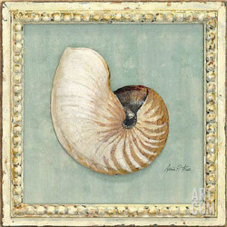 Classic Seashell Detail by Arnie Fisk