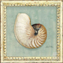 Classic Seashell Detail